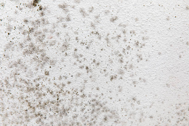 Best Residential Mold Inspection & Testing  in Los Osos, CA
