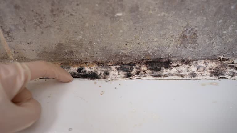 Best Mold Documentation for Insurance Claims  in Los Osos, CA